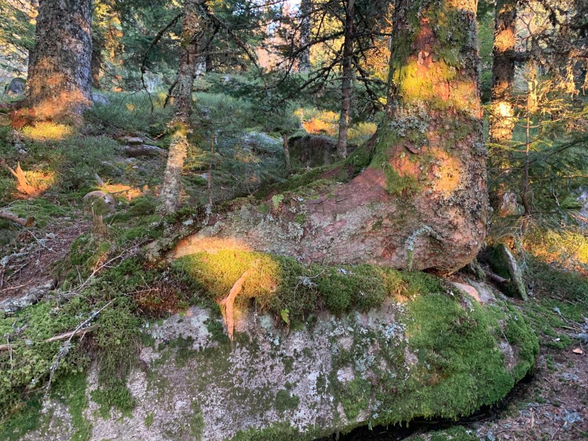 Gite " Oree Des Bois" Vertolaye Екстериор снимка