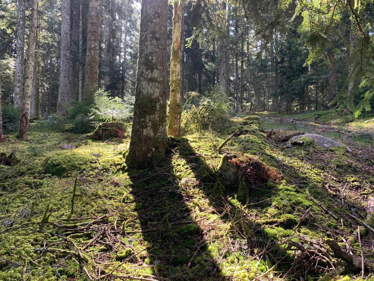 Gite " Oree Des Bois" Vertolaye Екстериор снимка